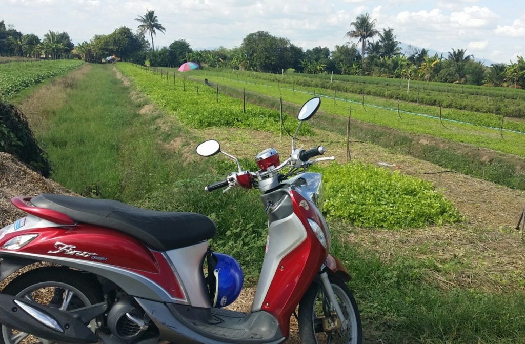 レンタルバイクでチェンマイ郊外へ